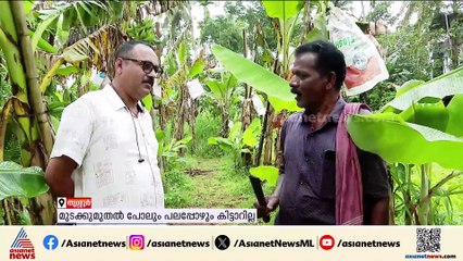 ഓണച്ചന്തയിലെ താരമായി നേന്ത്രക്കുല, പക്ഷേ കർഷകന് ദുരിതം മാത്രം ബാക്കി