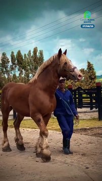 Caballos Percherones: fuerza, nobleza y mucho más