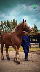 Caballos Percherones: fuerza, nobleza y mucho más