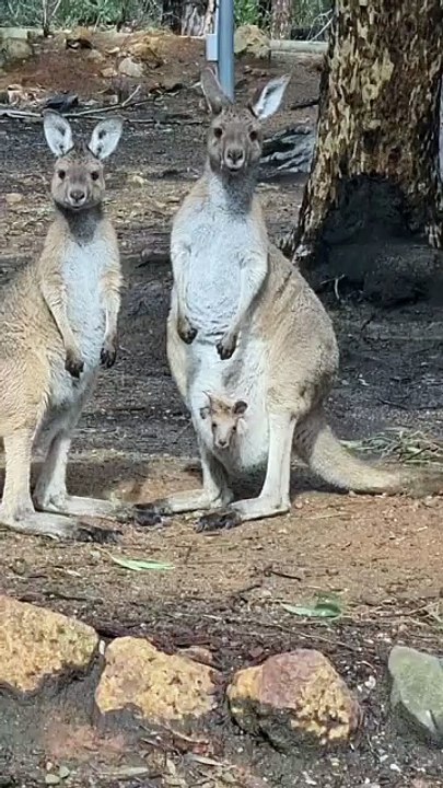 Kangaroo diaries only in Australia 🇦🇺