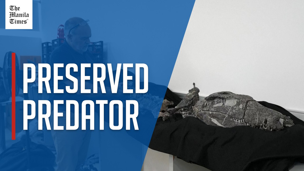 New species of ancient crocodile discovered in southern Patagonia