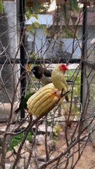 Mix Finches Bird's Aviary