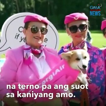 Corgis on fleek – Mga aso, nagpagandahan sa karera at fashion show | GMA Integrated Newsfeed