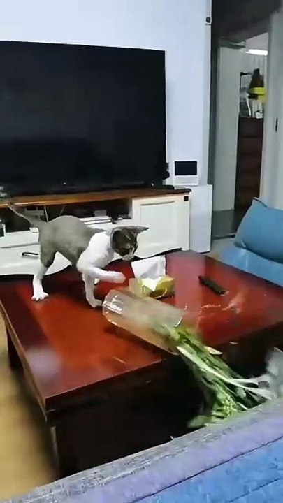 Cats destroying the house