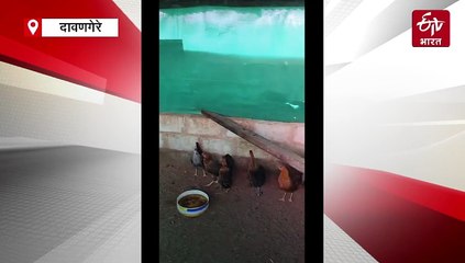 कर्नाटक में मुर्गी ने दिए नीले रंग के अंडे, सभी हैरान, देखने को उमड़े लोग