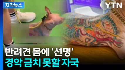 온몸 뒤덮인 반려견에 '화들짝'...결국 퇴장 조치 [앵커리포트] / YTN