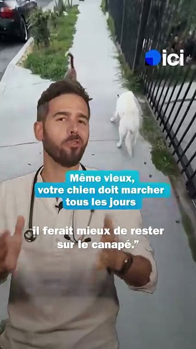 Même vieux, votre chien doit marcher tous les jours - Les conseils du véto