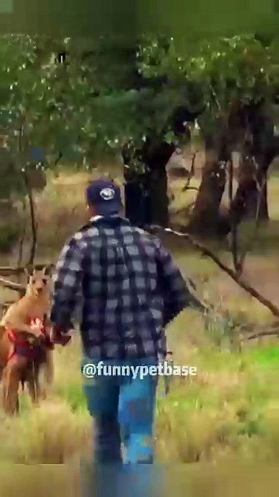 Funny kangaroo 🦘 - #viral #shorts #animals #kangaroo