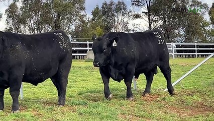 Meet Gilmandyke Striking U231: August’s Top-Selling Bull at Gilmandyke 🐂
