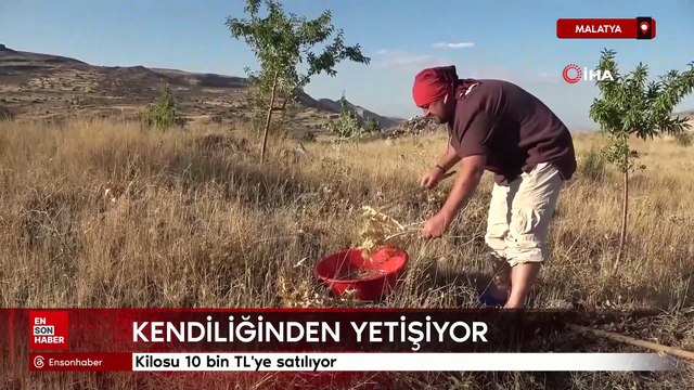 Malatya'da kendiliğinden yetişiyor, kilosu 10 bin TL'ye satılıyor