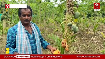 పంటలపై నత్తల 'దండు'యాత్ర - మన్యం జిల్లాలో వింత సమస్య