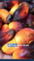 Sempat Diproyeksikan untuk Dorong Pertumbuhan 5,4 Persen Ekonomi RI, Produk Sawit-Karet Kini Bebas Tarif Impor AS