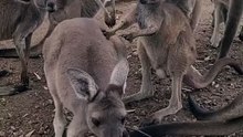 Kangaroo in Australia 🇦🇺