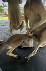 This is the first time I know what the inside of a kangaroo mother's pouch looks like 😱