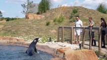 Classical music star Russell Watson meets sealions at Yorkshire Wildlife Park.