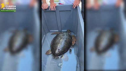 Santa Maria di Leuca, Guardia di Finanza salva una tartaruga marina in difficoltà (28.08.25)