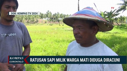 Beredar Video Aksi OTK Diduga Semprotkan Racun ke Ternak Sapi Warga di Gorontalo