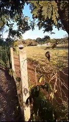 Bom dia, meu café de manhâ