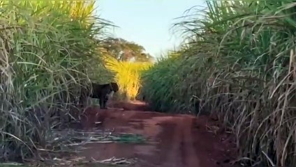 Vídeo mostra avistamento de onça pintada na região de Umuarama