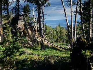 White Wolves Ii - Legend Of The Wild