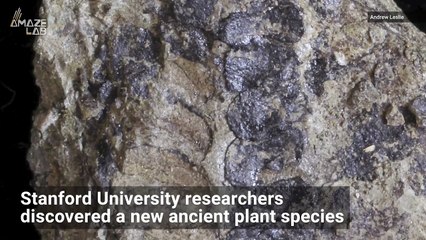 Want to Know More About Plants? Check Out This Really Old Fossil