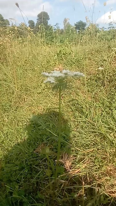one of the most beautiful view of the flowers and mountain 🏔️🌄