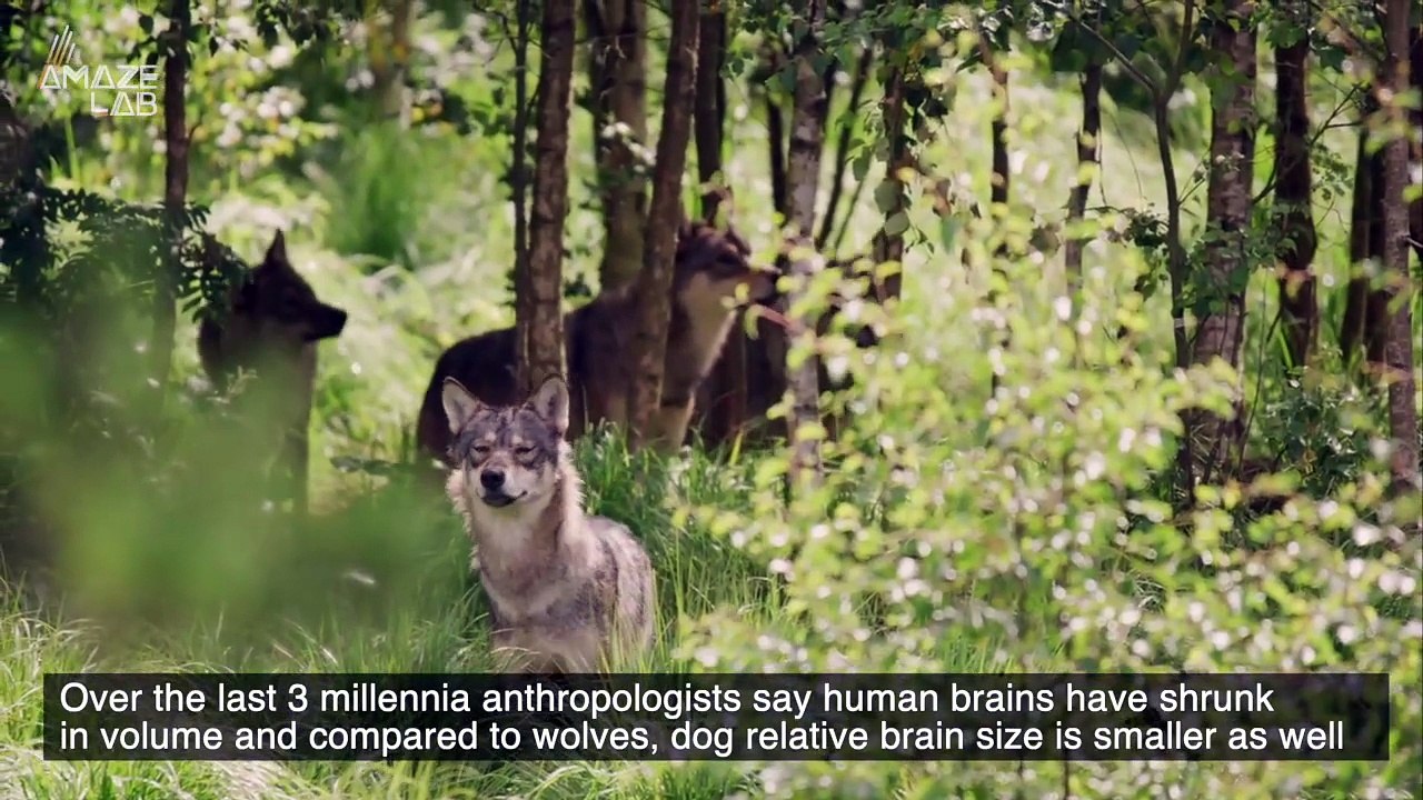 Scientists Are Baffled By Just How Big The Brains of Dogs Are Getting