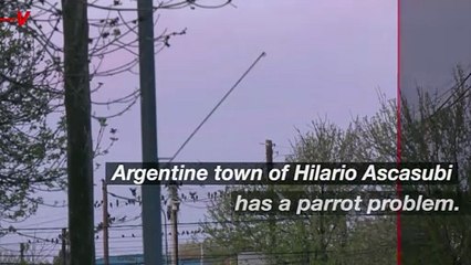 What In The World Is Going On With This Parrot Invasion in an Argentine Town
