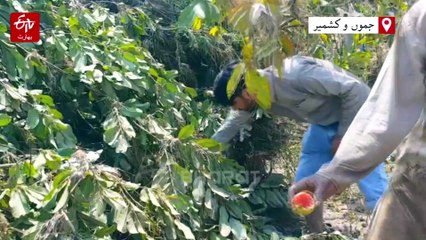 جموں میں تاوی ندی کی تباہ کن طغیانی، لوئر ڈوواڈہ سیدھرا کی گوجر بستی ملبے تلے دب گئی