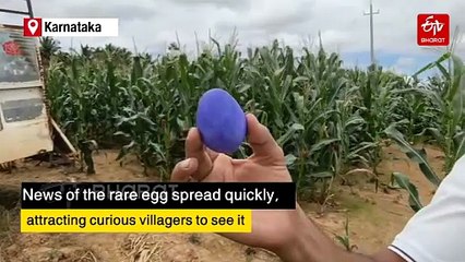 Out Of The Blue, Davanagere Hen Changes Colour Of Its Egg, Draws Crowds To The Village