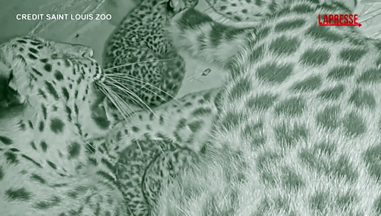 Missouri, nati due cuccioli di leopardo dell'Amur: la specie ? a rischio estinzione