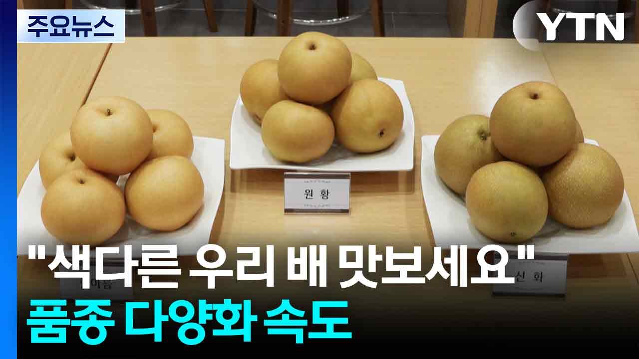 [녹색] "색다른 우리 배 맛보세요"...농진청, 품종 다양화 속도 / YTN