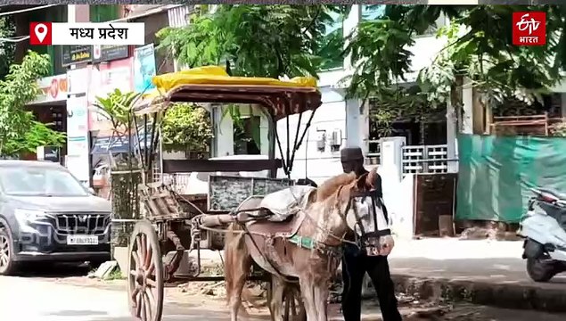 बुरहानपुर में दम तोड़ रही मुगलकालीन परंपरा, घोड़े के टापों की गूंज खो रही पहचान