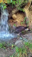 Golden eagle drinking and bathing in a natural waterfall