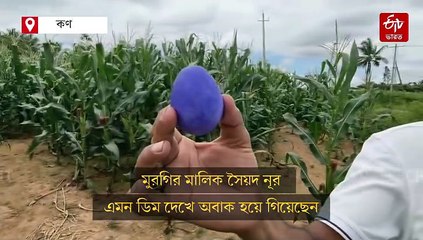 নীল রঙের ডিম দেখে অবাক সকলে, মুহূর্তে মুরগি