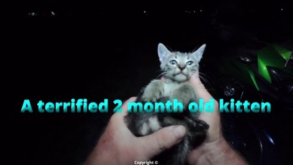 Terrified 2 month old kitten dumped ALONE ... he was only caught 36 hours later...