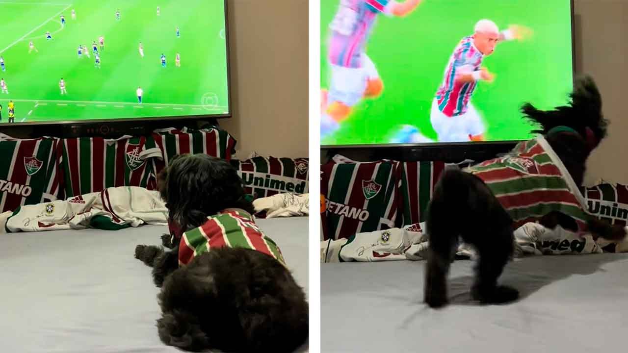 Video esilarante: cane tifoso impazzisce per il gol della sua squadra e diventa virale