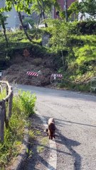 Siena, una volpe lungo la strada interna dell'ospedale