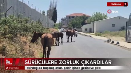 Tekirdağ'da başıboş atlar, şehir içinde gezintiye çıktı