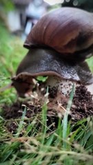 SNAILS COME DOWN FROM THE BONES