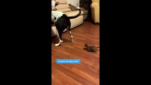 Funny TikTok Chihuahua Compilation
