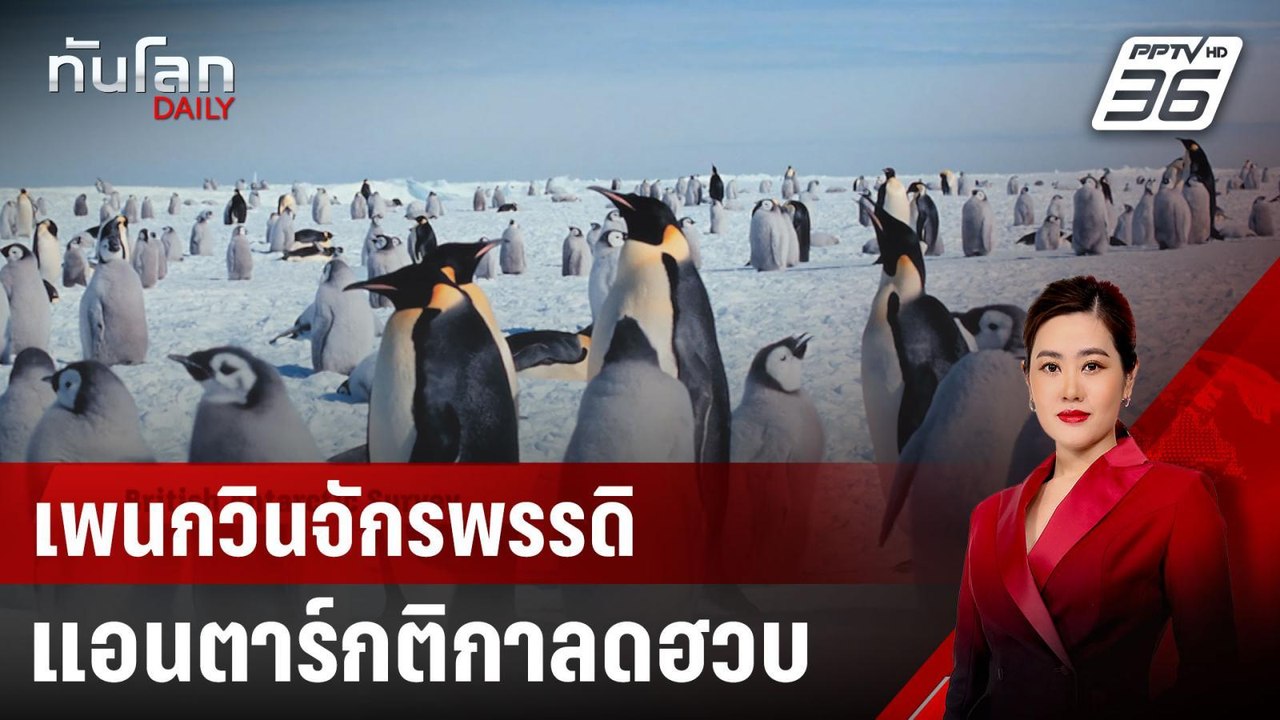เพนกวินจักรพรรดิแอนตาร์กติกาลดฮวบ | ทันโลก DAIL...