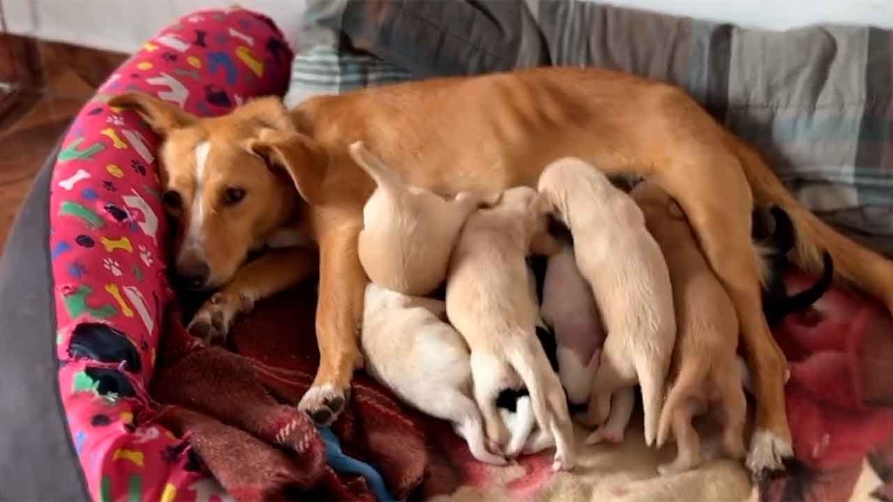 Video adorabile mostra cuccioli che creano il caos durante la poppata