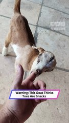 Hungry Baby Goat Tries to SUCK My Toe! 😱 You Won't Believe This!