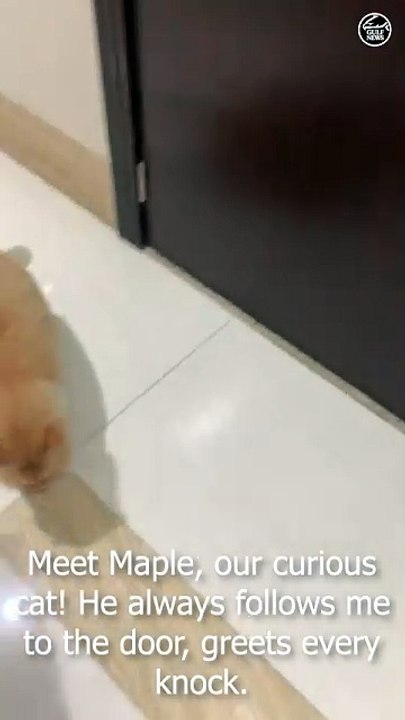 Maple The Cat