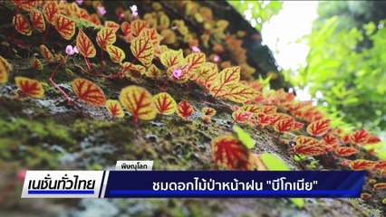 ชมดอกไม้ป่าหน้าฝน ‘บีโกเนีย’  | เนชั่นทั่วไทย | 12 มิ.ย. 68 | PART 3