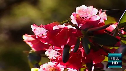 The Gulf Stream and the Next Ice Age