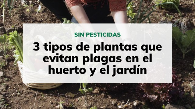 3 tipos de plantas que combaten las plagas en el huerto o el jardín