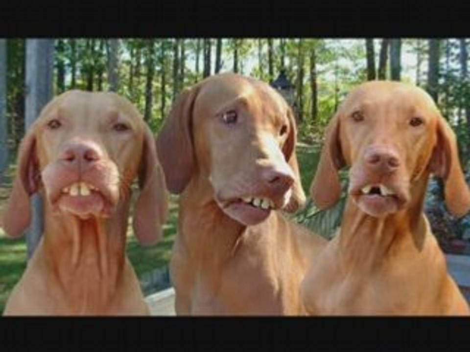Drole de chien !
