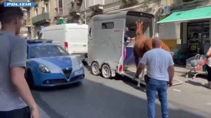 Catania, cavallo in un garage abusivo a San Cristoforo: sanzioni per oltre 4.500 euro a un pregiudicato (12.06.25)